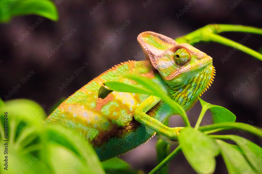 Fototapeta premium Chameleon
