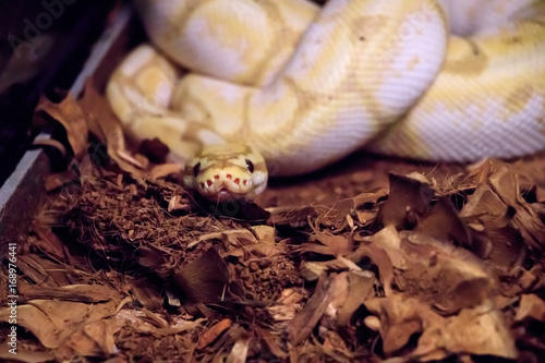 Fotografia Snake