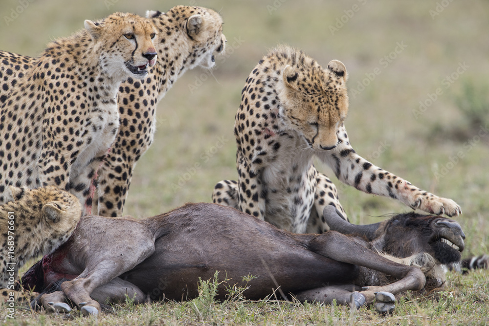 Obraz premium Geparden jagen ein Gnu