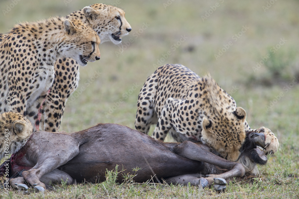 Obraz premium Geparden jagen ein Gnu