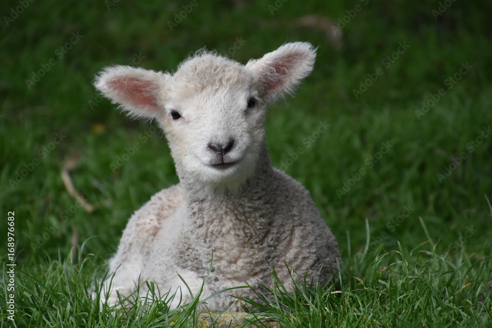 Naklejka premium Lamb resting on Matiu Somes Island, New Zealand