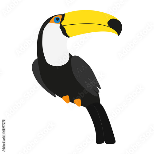 Toucan the bird isolated on the white background