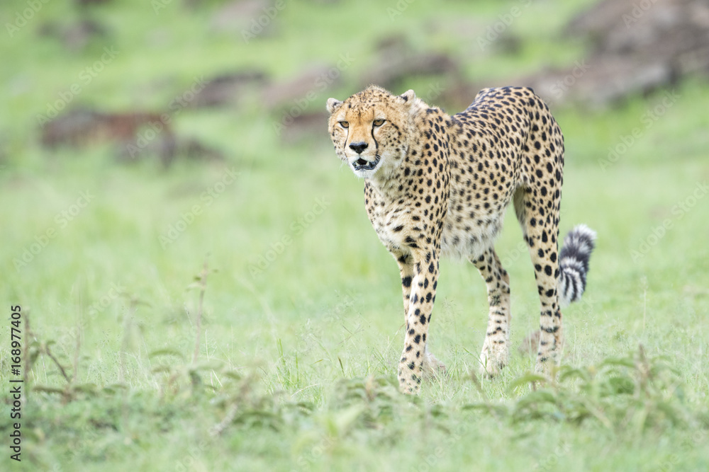 Cheetah (Acinonix jubatus) walking on savanna, Masai Mara, Kenya Cheetah (Acinonix jubatus) walking on savanna, Masai Mara, Kenya