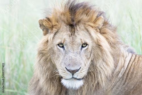 Male lion (Panthera leo) portrait, Masai Mara, Kenya © andreanita