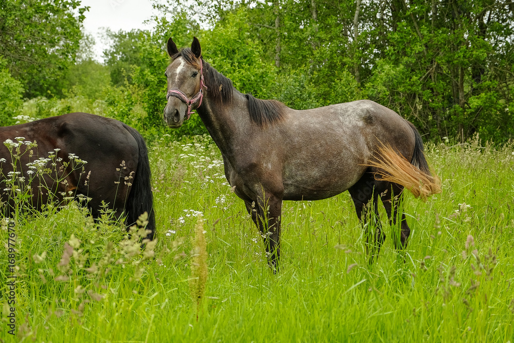 Naklejka premium graceful black horse in the field