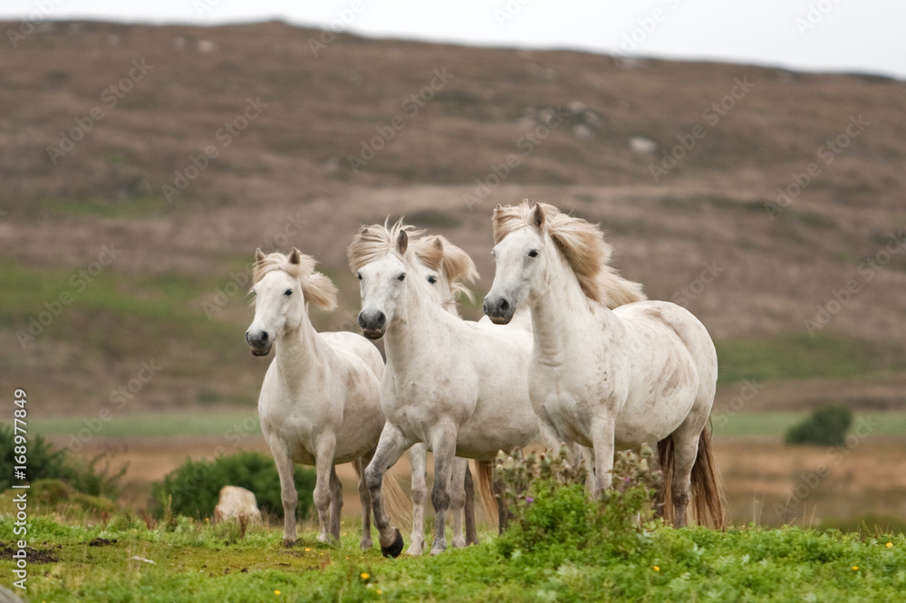 Obraz premium Coll island, Scotland, Hebrides
