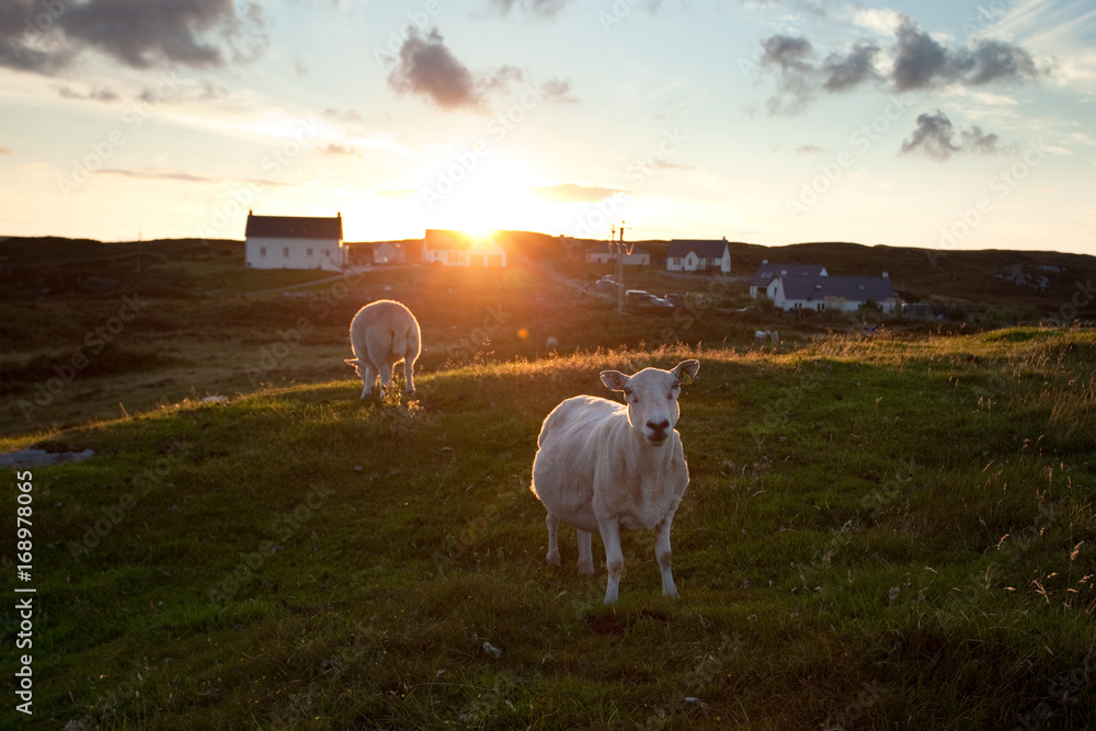 Obraz premium Coll island, Scotland, Hebrides