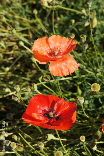 Red poppy or papaver flowers with green © skymoon13