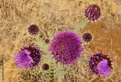 Onopordum carduelium in bloom  wild thistle of Gran canaria  seen from above