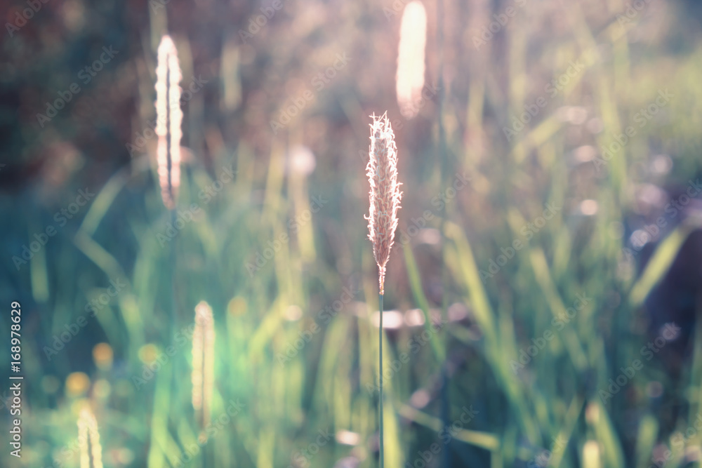Meadow with Grass in Sunset Close up Meadow with Grass in Sunset Close up