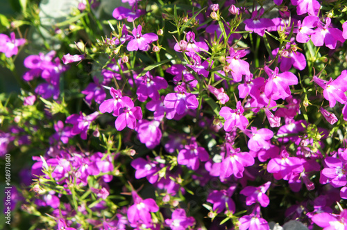 Lobelia ampel purple flowers with green