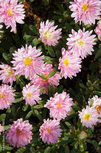Fototapeta Naklejka Na Ścianę i Meble -  Many pink chrysanthemum flowers vertical