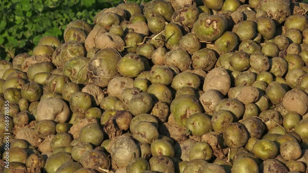 Spoiled rotten potato. Crop failure, bad harvest concept. Agricultural background.
Spoiled rotten potato. Crop failure, bad harvest concept. Agricultural background.