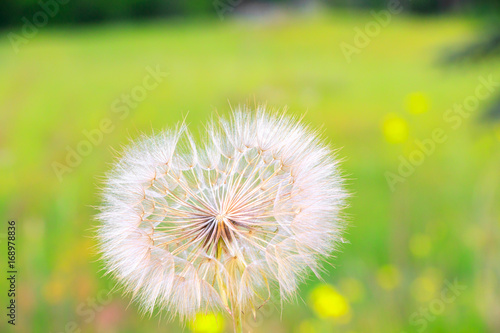 Dandelion