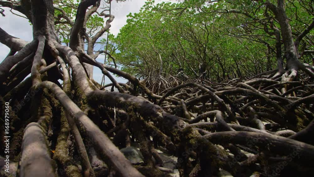 A macro shot of roots. Panning to the right. A macro shot of roots. Panning to the right.