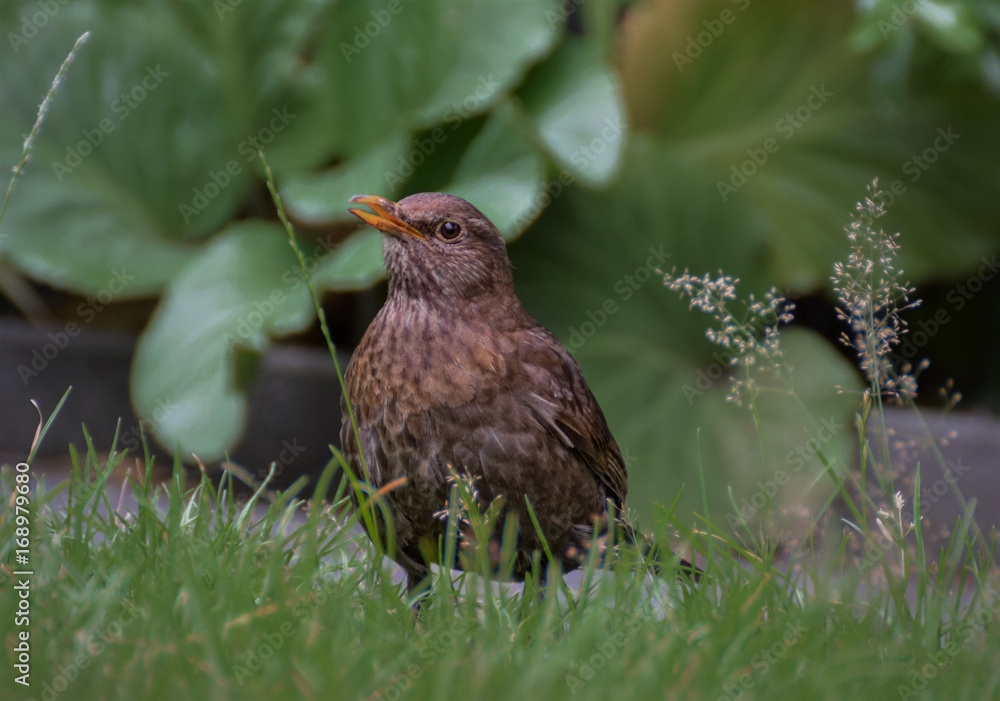 Female blackbird in the grass Female blackbird in the grass