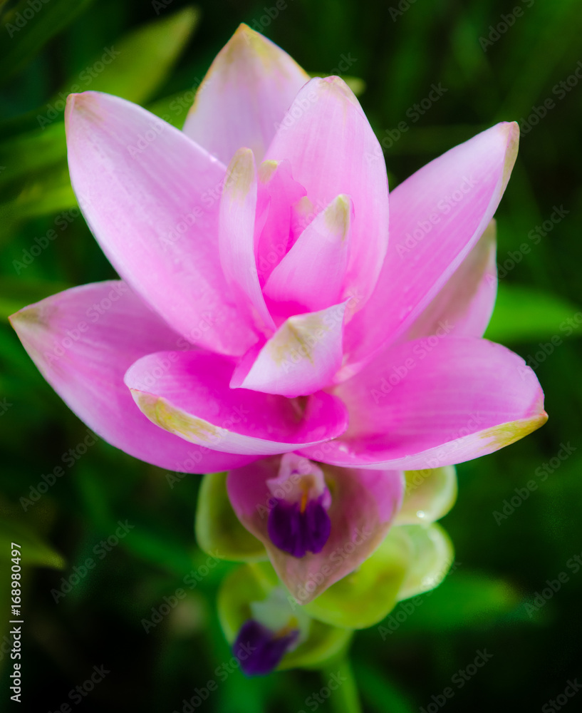 Beautiful Pink tulip flower of Thailand (Siam Tulip)