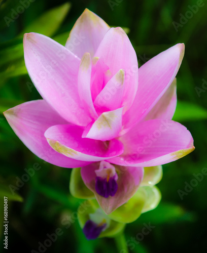Beautiful Pink tulip flower of Thailand  Siam Tulip 