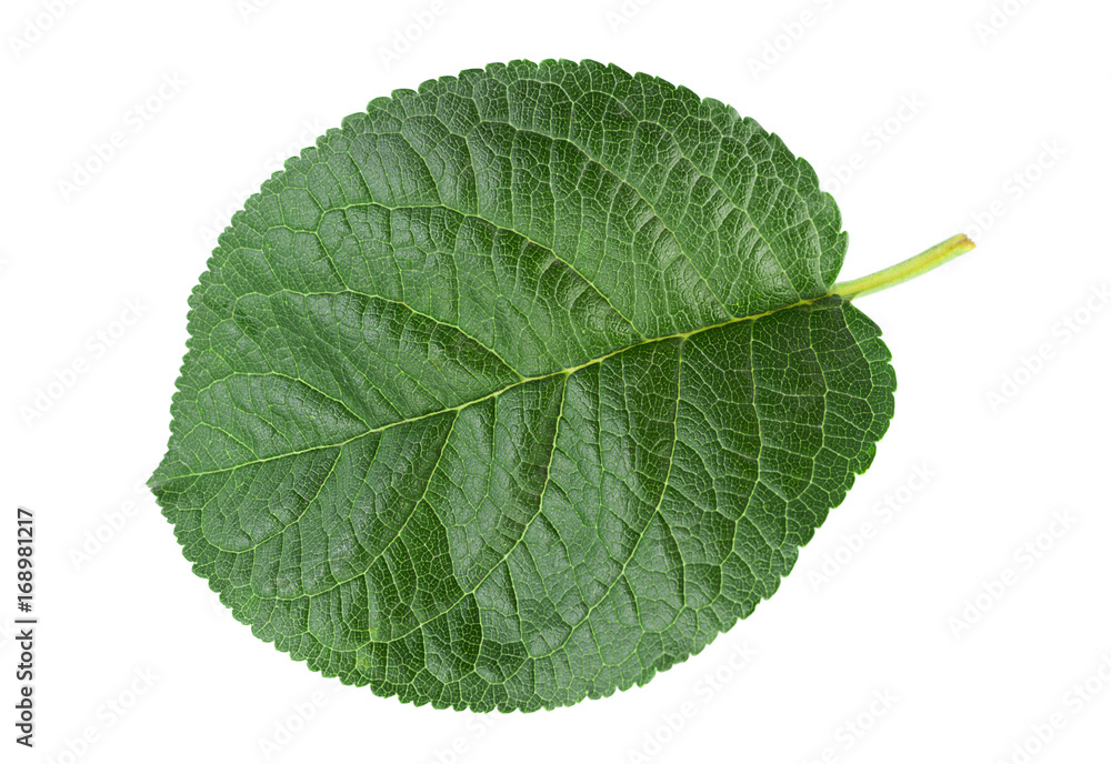 Obraz premium Closup plum leaf on white