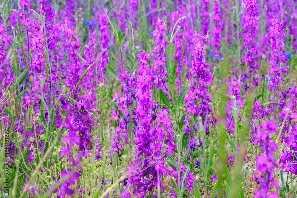 Fototapeta premium Natural landscape