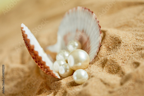 shells on the sand