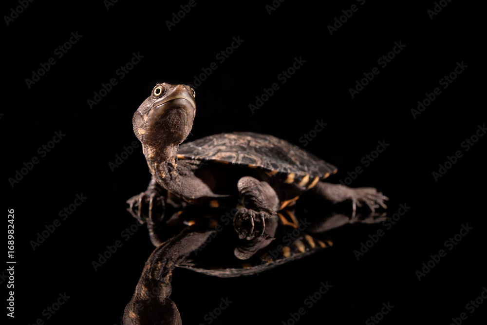 Naklejka premium Baby Eastern Long-Necked Turtle looking upwards