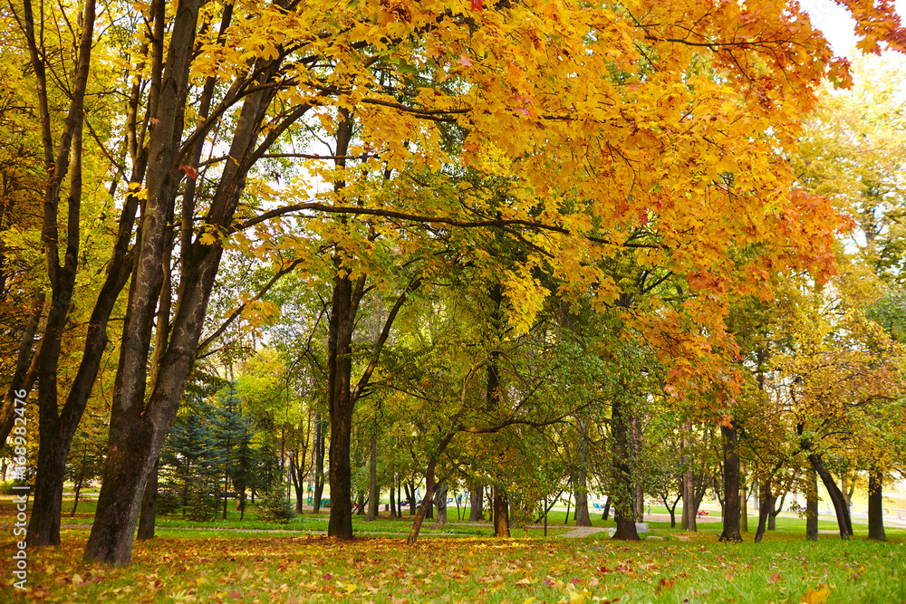 Naklejka premium jesienne dni