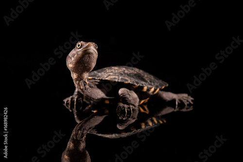 Baby Eastern Long-Necked Turtle looking upwards