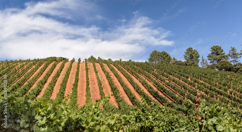 Cultivated vineyards