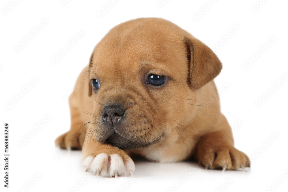Staffordshire Terrier puppy on white background