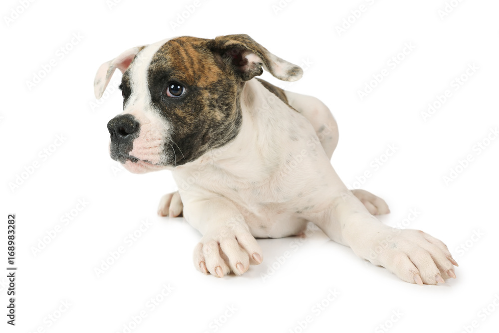 American Bulldog puppy isolated on white American Bulldog puppy isolated on white