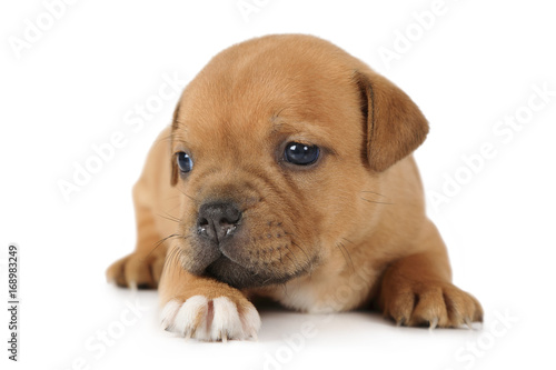 Staffordshire Terrier puppy on white background