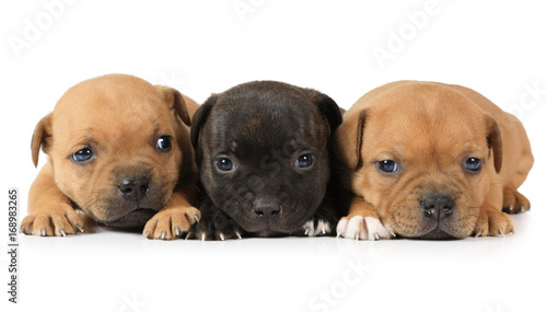 Portrait of three Staffordshire Terrier puppies