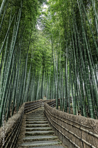 京都 竹林