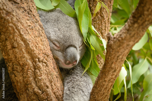 Fototapeta Naklejka Na Ścianę i Meble -  Koala sleeping