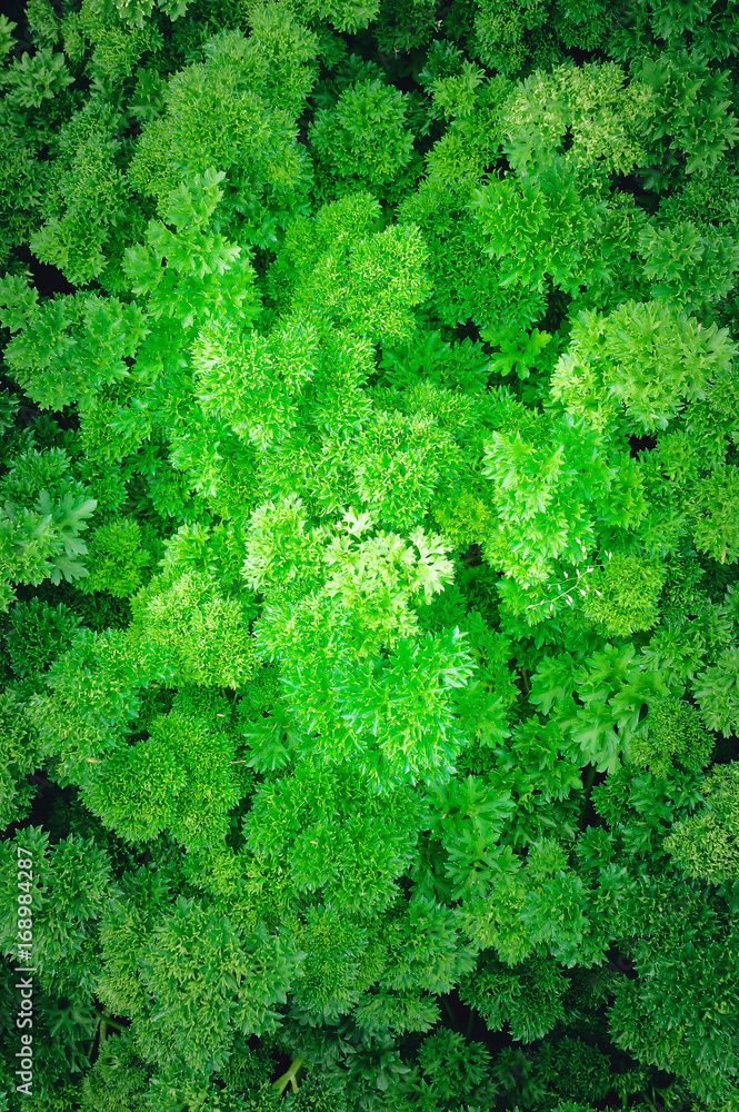 Parsley grows on the bed. Vertical photography.