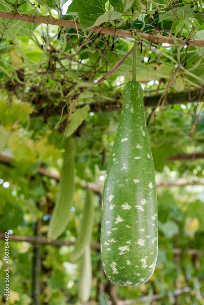 Winter melon and squash hanging on structure Winter melon and squash hanging on structure