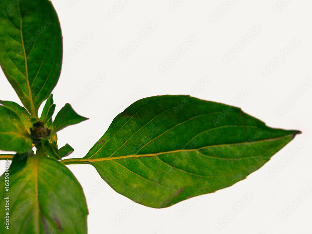 Fototapeta premium Close up fresh green basil herb leaves.
