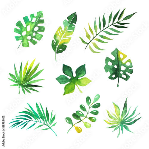 Tropical leaves set  jungle trees  botanical watercolor vector Illustrations