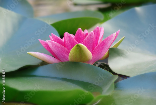 water, lily, lotus, flower, pond, plant, nature, beautiful, white, beauty, pink, bloom, blossom, green, lake, summer, garden, natural, flora, petal, aquatic, waterlily, lilies, background, reflection,