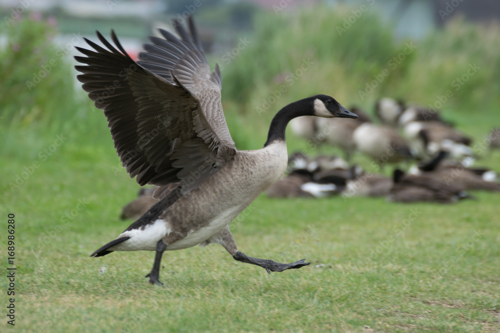 Fototapeta premium Brown goose taking off