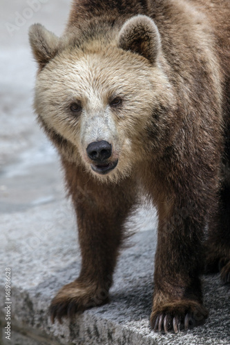The portrait of adult brown bear.