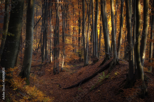 sunset light in dark autumn...