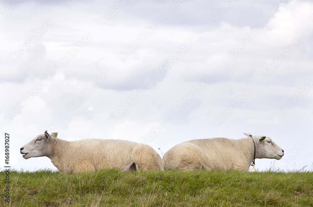 Fototapeta premium two sheep lie in grass under cloudy sky in holland