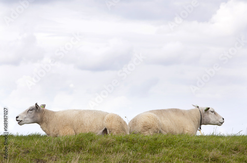 two sheep lie in grass under cloudy sky in holland