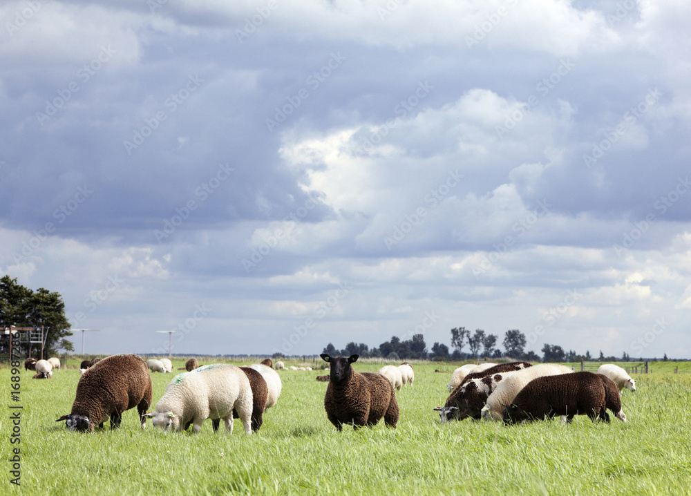 sheep graze in green meadow under cloudy sky in holland sheep graze in green meadow under cloudy sky in holland