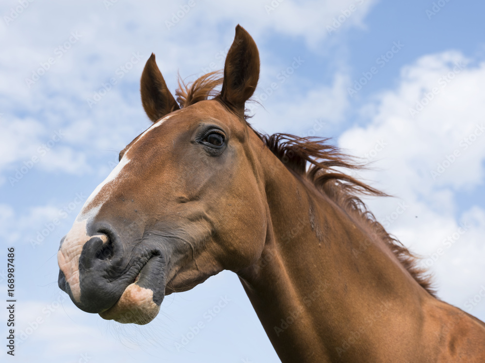 Obraz premium head of brown horse against blue sky with clouds