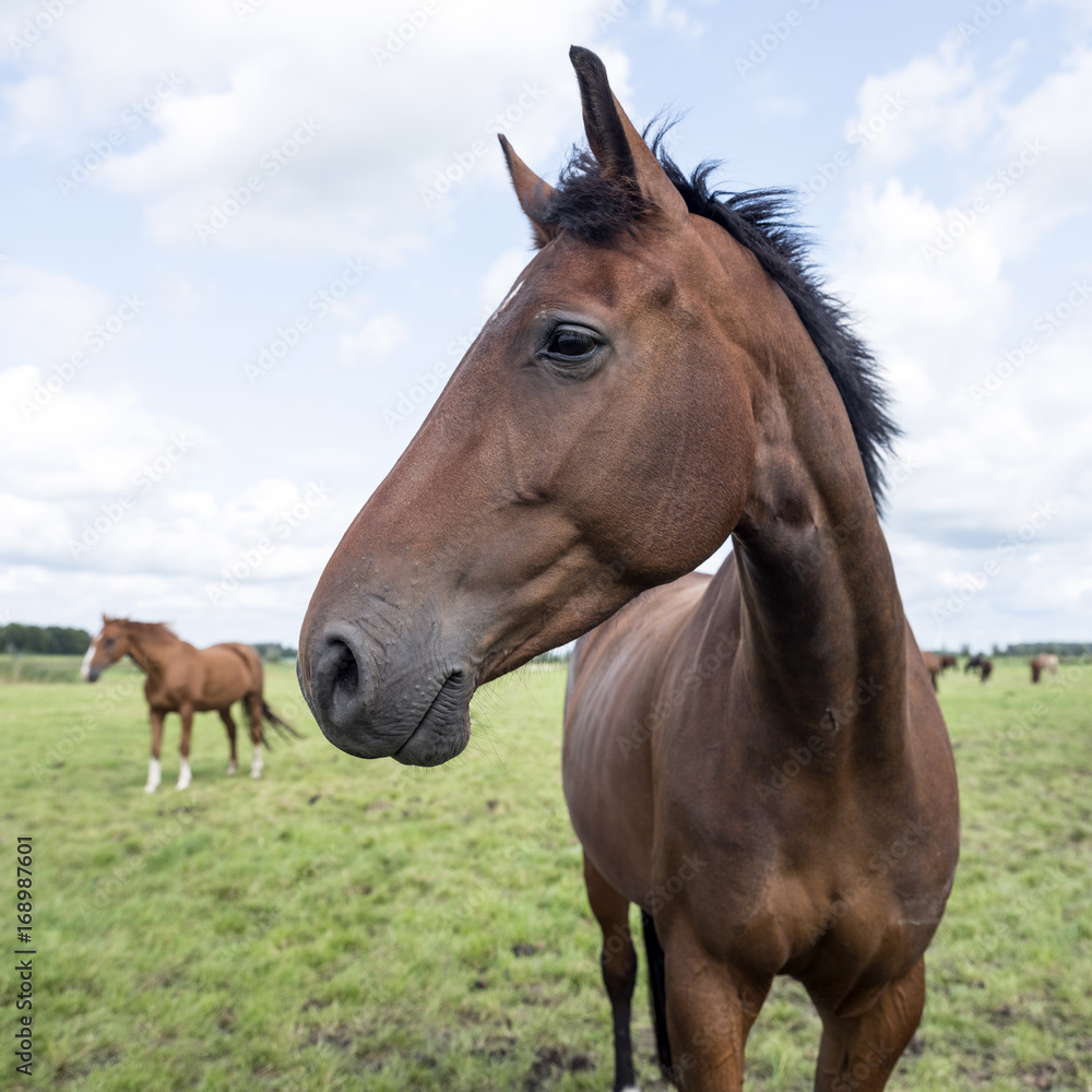Obraz premium brown horses in green grassy meadow in the netherlands