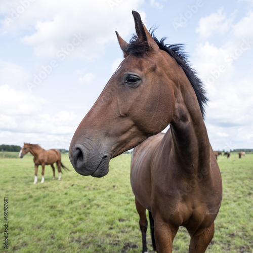 brown horses in green grassy meadow in the netherlands