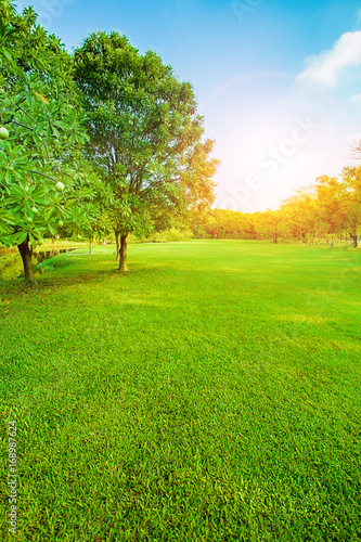 Fototapeta Naklejka Na Ścianę i Meble -  beautiful morning light in public park with green grass field vertical form